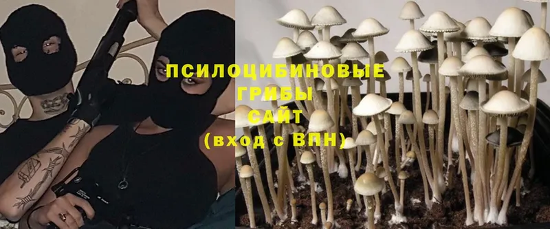 Псилоцибиновые грибы Cubensis  Гусев 