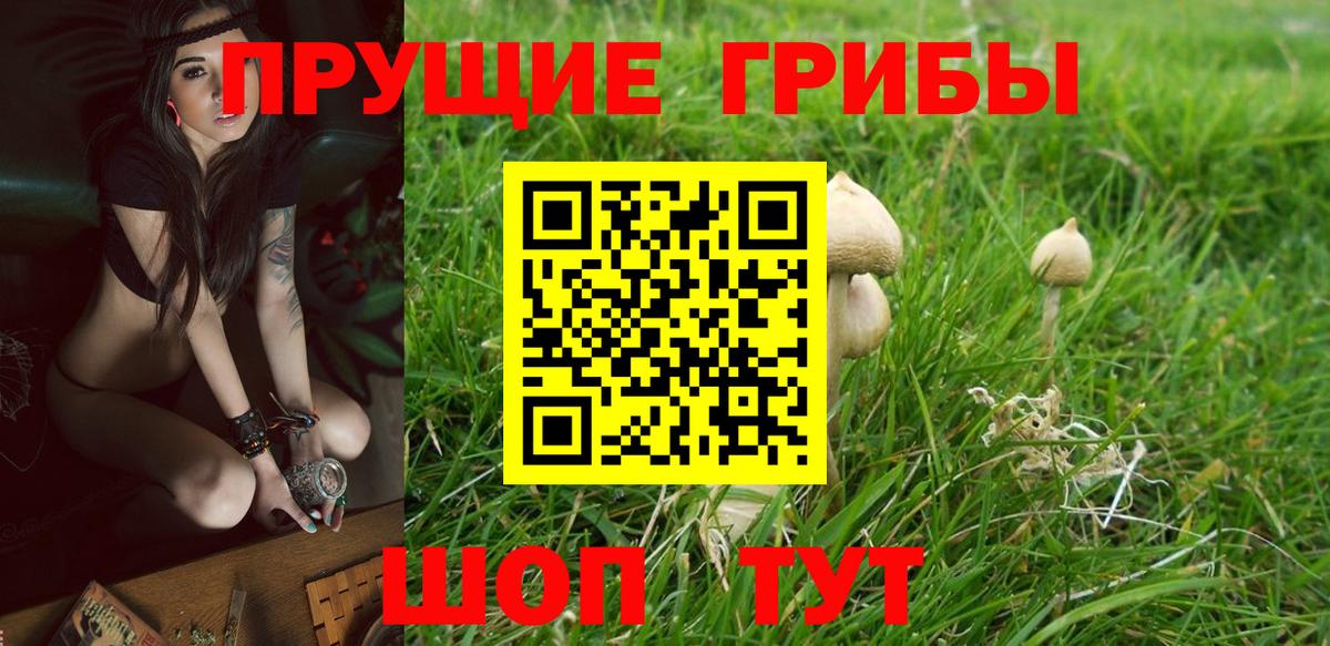 хочу наркоту  Вход с VPN  Псилоцибиновые грибы мицелий  Гусев  Галлюциногенные грибы прущие грибы 